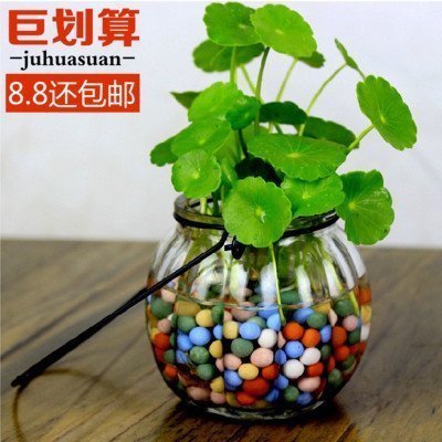 包邮水培植物铜钱草办公室桌面盆栽金钱草花卉室内水养绿植包成活