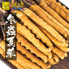 虫草精选新鲜冬虫草 皇草一族西藏冬虫夏草5根一克那曲纯野生正品