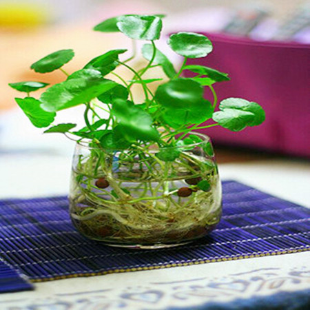 促销 室内桌面盆栽花卉绿植水培植物 铜钱草金钱草苗套餐 可土培