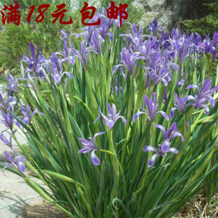18元包邮 马兰花种子 蓝色马蔺蝴蝶兰花植物盆栽易种四季播多年生