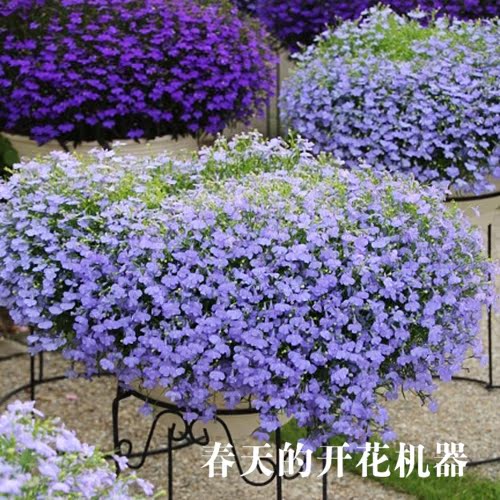 DOROQ多洛库 六倍利赛船  山梗菜半边莲小苗种苗绿植花卉盆栽吊兰