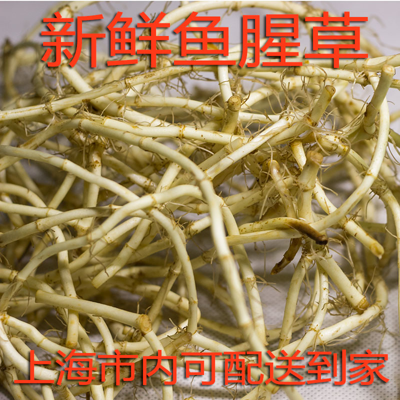 新鲜鱼腥草折耳根狗心草折狗点耳10元500克 当天采摘当天发货