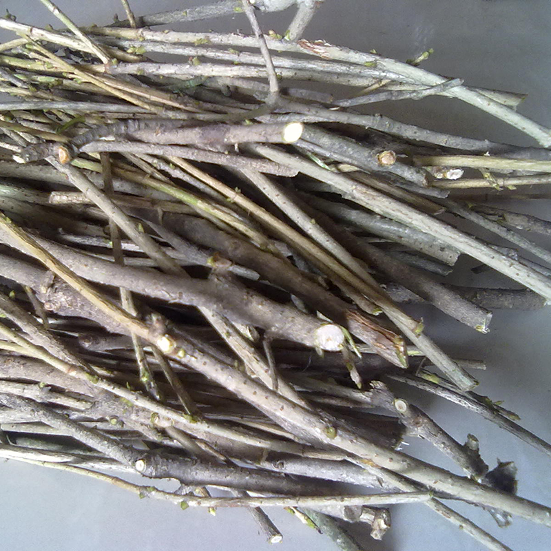 新鲜现采桂花树枝桂枝尖桂叶桂花树叶桂树皮桂花树根煮肉风水摆设
