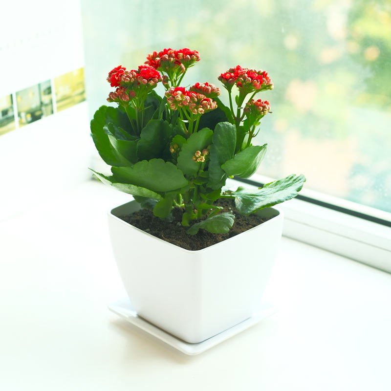 重瓣长寿花盆栽花卉室内花草植物四季花卉盆栽花室内绿植成品发货