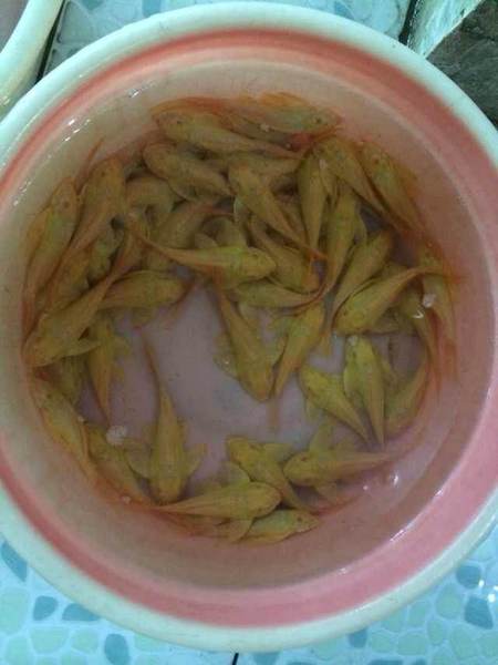 眼大帆 清道夫 红眼女王大帆 随风水族 魟鱼混养