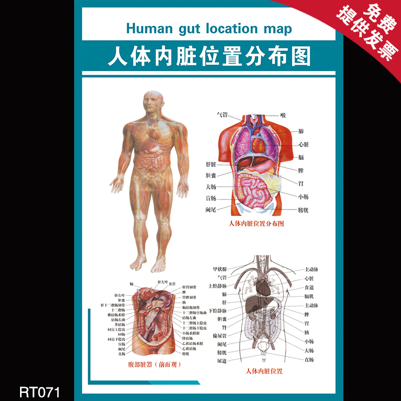 医院人体器官结构解剖图挂图腹部脏器前面观人体内脏位置分布图