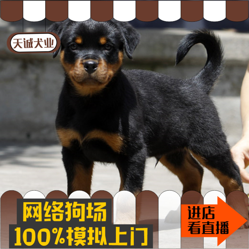 罗威纳犬幼犬 活体纯种巨型黑色家养大型犬宠物狗 狗狗短毛低价包