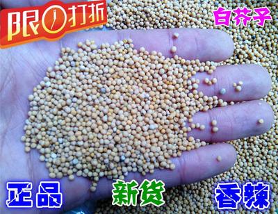 【腾龙精品】极品天然琥珀蜜蜡古龙吊坠 46.14克 带证书 保真!