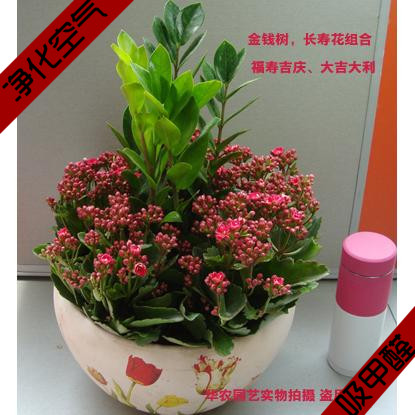 长寿花 室内高档盆栽盆景 新房送礼风水绿植花卉净化空气除味花草