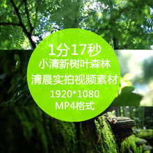 唯美清新树叶森林阳光镜头树林绿色环保清晨高清视频素材 舞墨堂