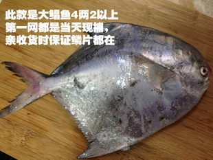 东海海鲜当天现捕野生鲜活鲳鱼平鱼白鲳此大规格鲳鱼每条半斤以上