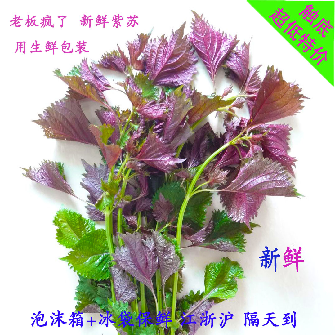 衢州特产纯天然野生紫苏叶干2015年紫苏叶去腥烧鱼虾蟹香料(带茎)