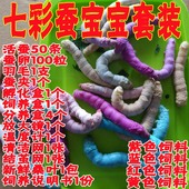 学生养蚕套装 七彩蚕 新鲜桑叶 活体 彩色饲料 彩色蚕宝宝套装