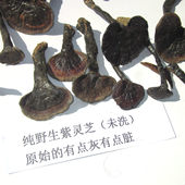 包邮 不苦灵芝 紫灵芝黑灵芝野生灵芝野生今年新货紫灵芝半斤400元