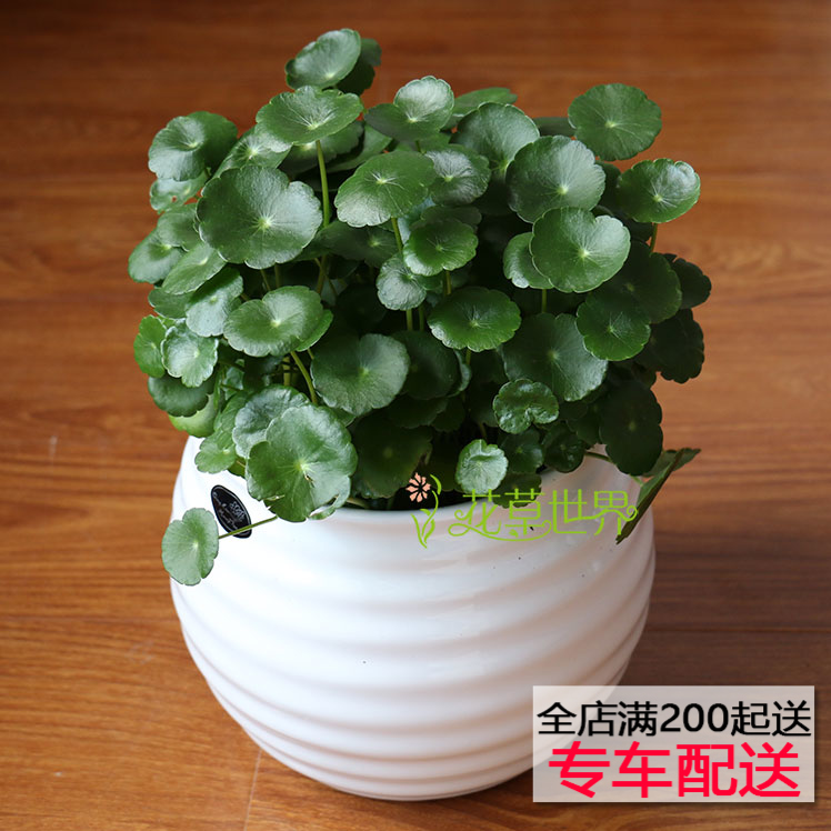 『花草世界』铜钱草盆栽金钱草生命力强净化空气植物上海送货上门