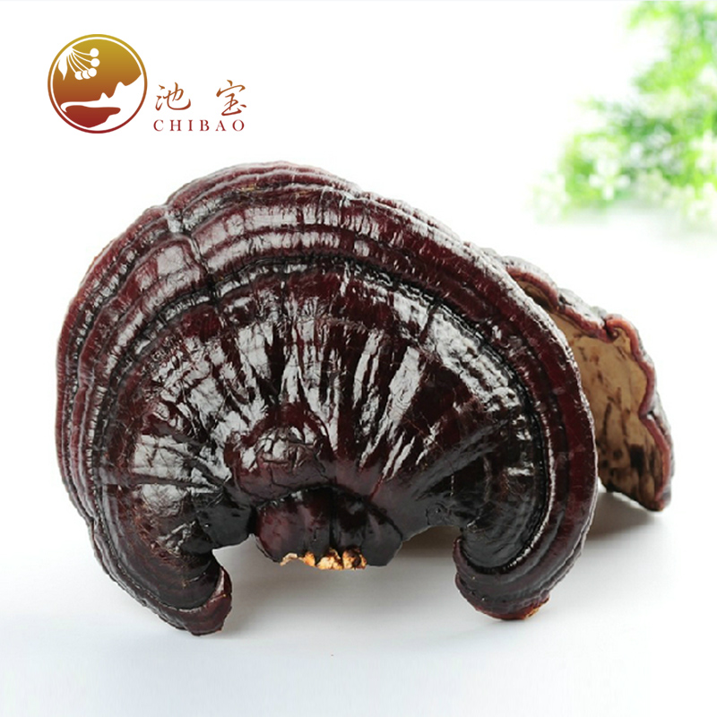 池宝正宗东北长白山半野生灵芝500g 整枝紫灵芝正品包邮 紫芝