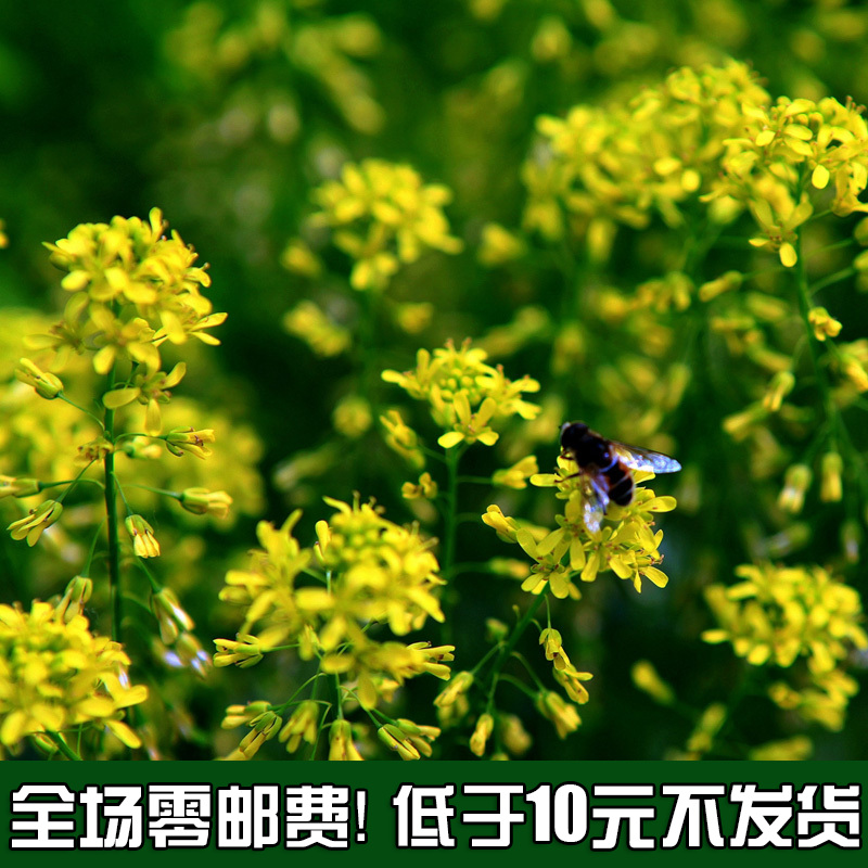 原装彩包/家居盆栽花草种子 阳台中草药系列 板蓝根种子 约30粒