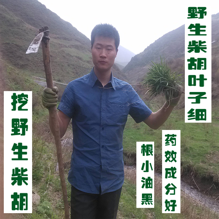 天然中药材野生柴胡藏柴胡农家人野山挖的250克满500克包邮打粉