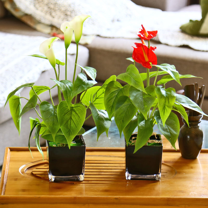 室内绿植盆栽黑花盆 TB1taGyJFXXXXcQXFXXXXXXXXXX_!!0-item_pic.jpg