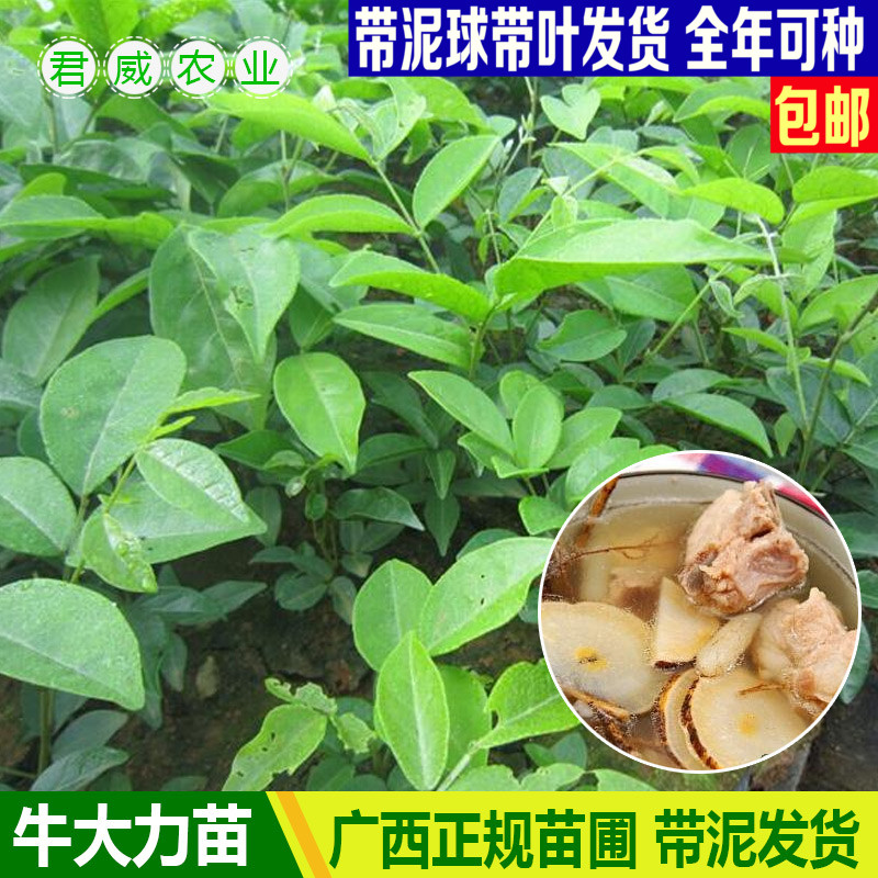 牛大力种苗 大力薯种苗 广西山莲藕种苗 猪脚笠种苗 带叶广西发货