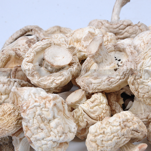 白蘑舌尖2口蘑干货 锡林郭勒 张家口干口蘑菇新鲜野生草原白蘑菇