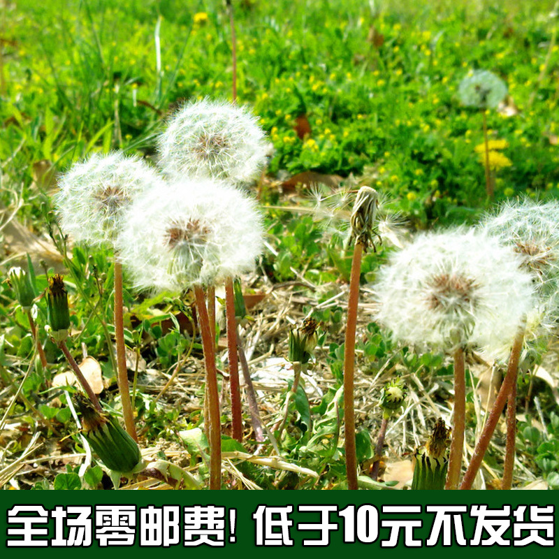 原装彩包/ 家居盆栽花草种子 阳台中草药系列 蒲公英种子 约50粒