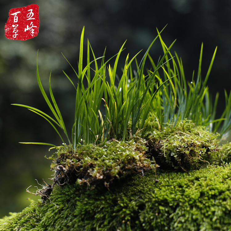 附石菖蒲虎须菖蒲草金钱水培石菖蒲 香味微型景观盆栽景绿植花卉