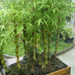 罗汉竹 米竹 肚竹室内盆栽竹子苗 紫竹苗 青竹苗 金镶玉竹子苗