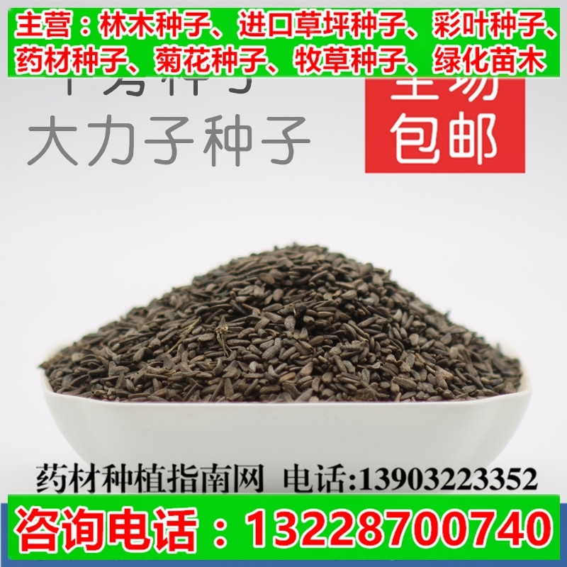 【牛蒡子种子】批发中药材种子2015年纯新产牛蒡大力子种籽包邮