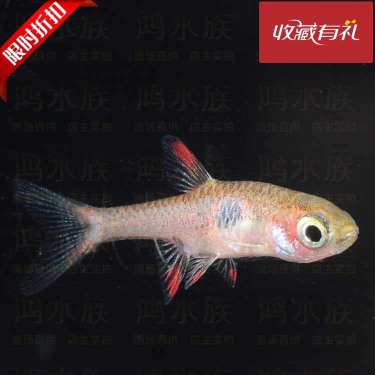 小丑灯鱼_特价|包邮_绿莲灯鱼,锦鲤鱼苗批发 宠