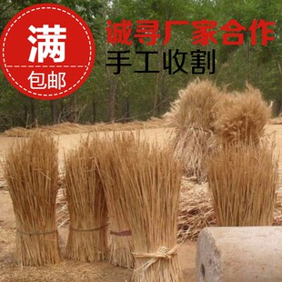 冲冠麦秆 麦杆 麦秸秆 麦草 麦草画专用麦秆优质特种小麦秆大麦秆