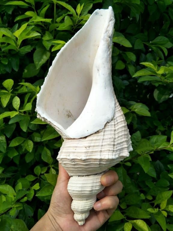澳洲长香螺天然贝壳海螺大法螺密宗法器号角佛教圣物海星角螺海螺
