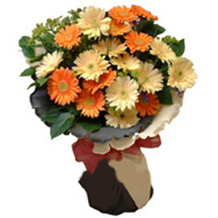 父亲节鲜花速递/20朵非洲菊花束常州鲜花金坛鲜花溧阳鲜花店送花