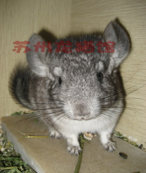 苏州龙猫馆★标灰公龙猫dd
