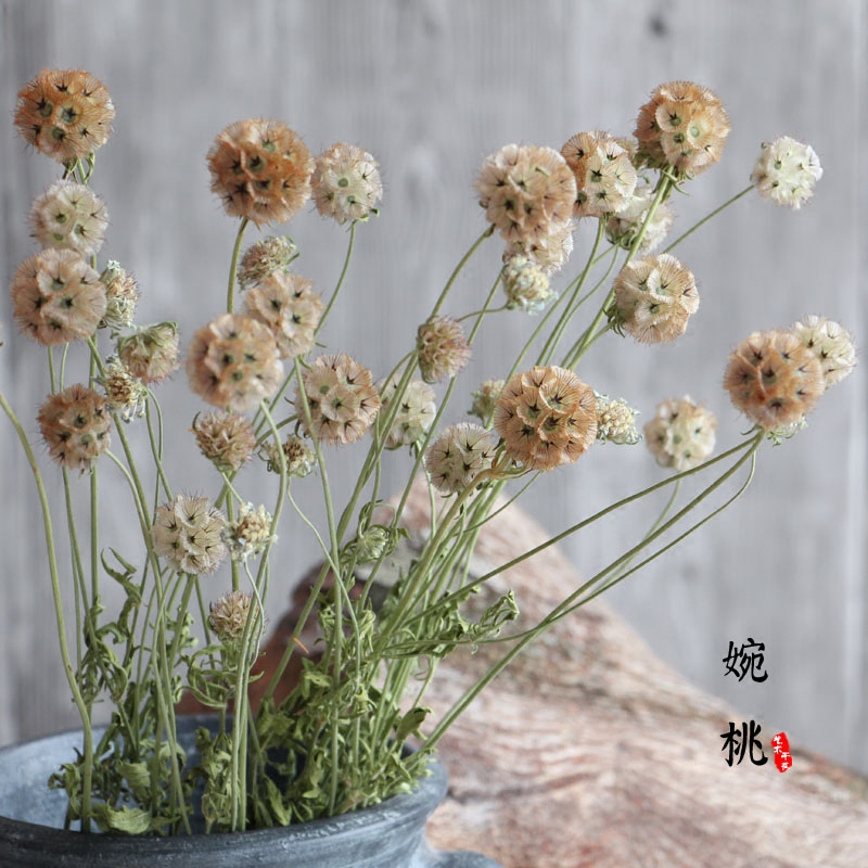 【风车果】天然云南松虫球艺术干花真花束插花diy花材