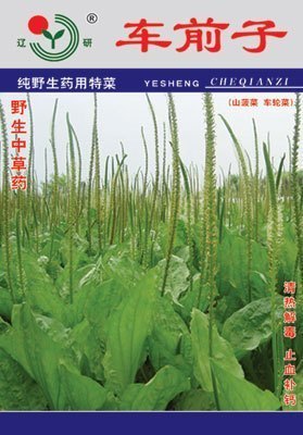 中药材类 食用中药 保健【车前子】车前草 猪耳朵 牛甜菜种子