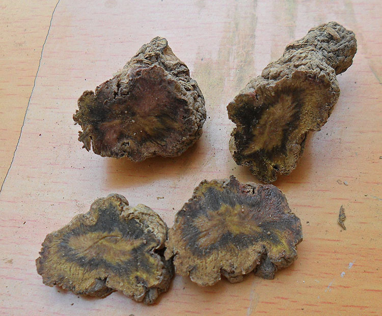 四大怀药原产地河南焦作温县怀地黄 生地 中草药材产地