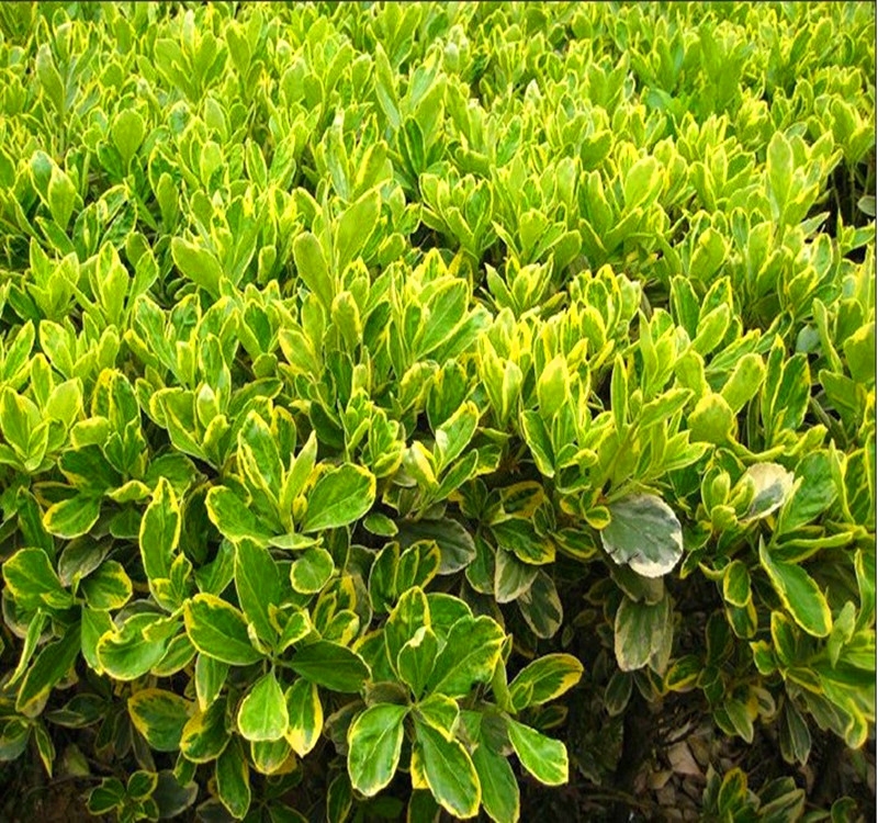 庭院种植观赏绿化植物紫竹苗青竹苗金镶玉竹子苗黄金竹