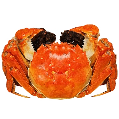 【多送4只公蟹 共16只】现货阳澄湖大闸蟹鲜活母蟹12只 顺丰包