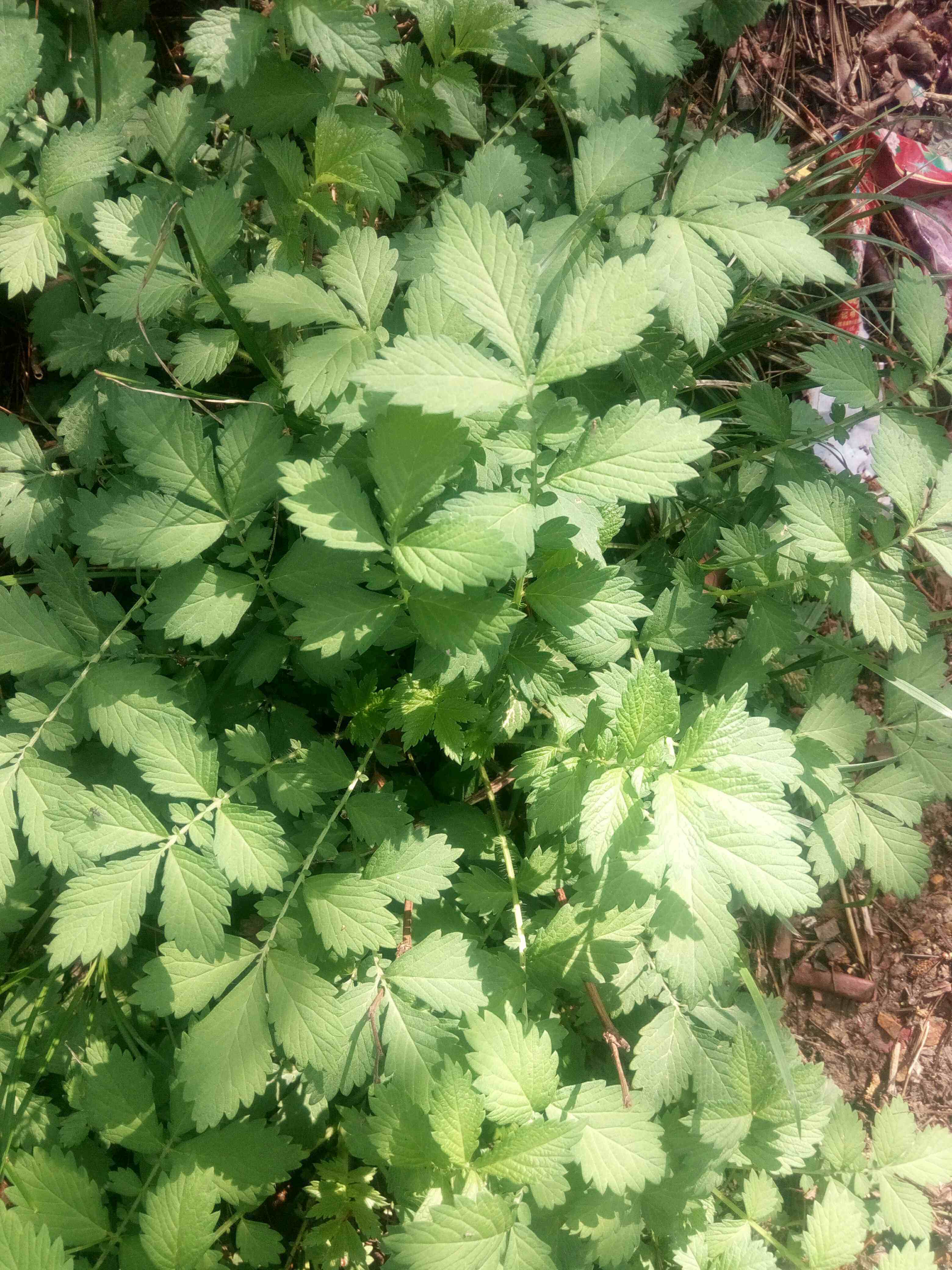 正品野生中药材仙鹤草脱力草鲜品500克