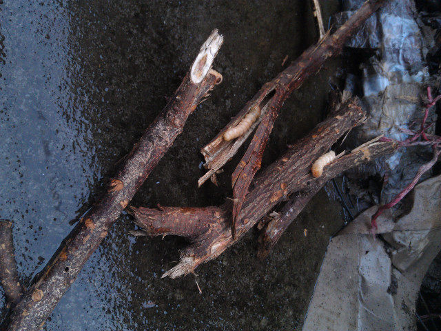 野生斗米虫鸟不踏刺虫倒督黄狼虫宝宝吃饭香香益脾胃滋补品营养品