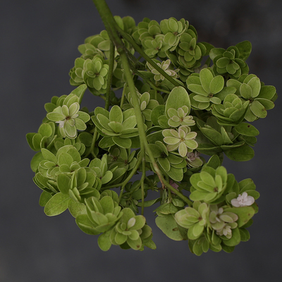 【海蒂的花园】日本山绣球 新品绣球 绫 庭院阳台花卉植物小苗