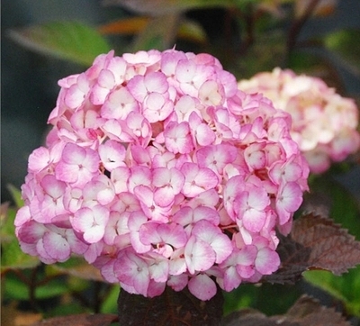 海蒂的花园 珍贵大花绣球粗齿绣球阳台庭院花卉盆栽植物小苗
