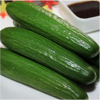 寿光蔬菜 欧美型无刺水果黄瓜种子 卡罗尔 春 秋保护地栽培