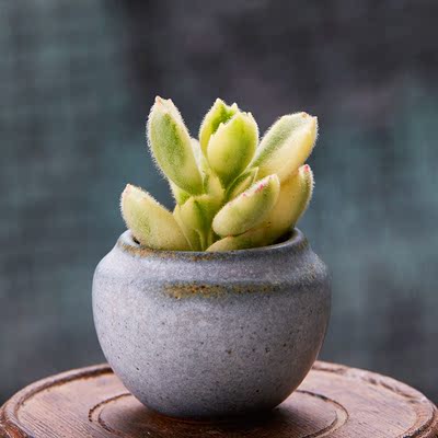 美诺花园 白熊 熊童子白锦熊掌多肉植物肉肉植物绿植盆栽多肉