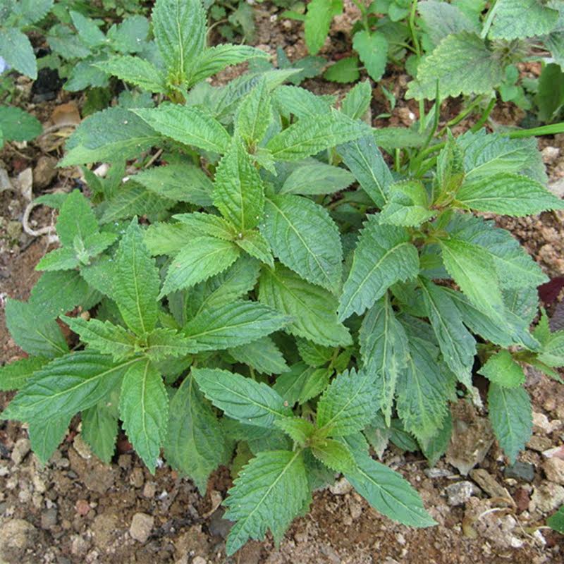 广东凉茶养生茶野生溪黄草白茶去湿霉茶去肝火藤茶解酒茶袋泡茶包