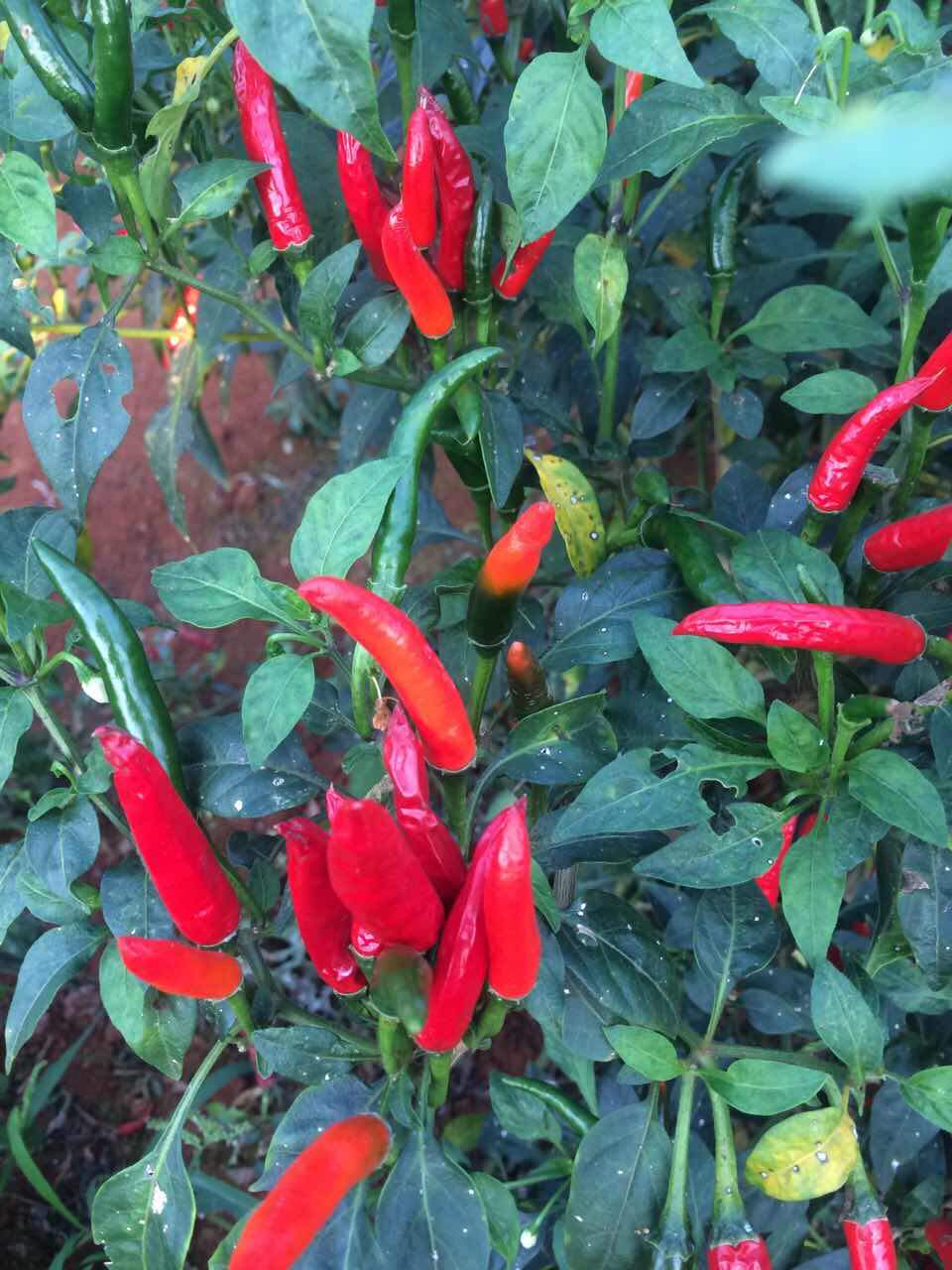 广东湛江新鲜小米辣小红辣椒小尖椒朝天椒小米辣椒七星椒超辣