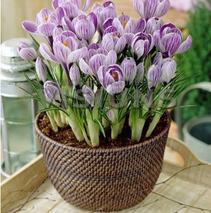 水生植物室内室内盆栽花卉绿植大促2013花草植物绿植办公室番红花