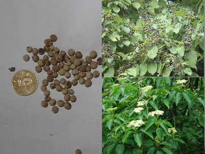 新采收灯台树种子 鸭脚木种子 中华灯台树种子 女儿木种子