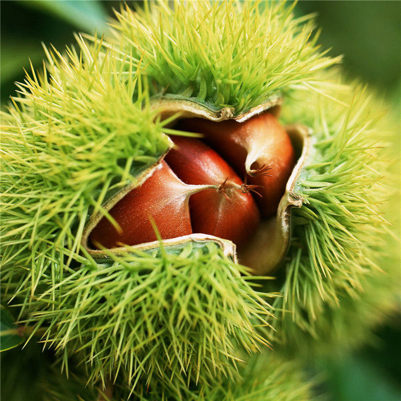 毛栗子 板栗深山新鲜水果自产天然农场正宗 斤送栗子